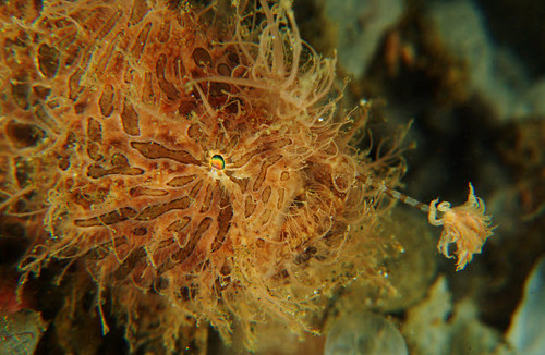 Striated Frogfish, North Sulawesi, Indonesia Poster Print by Mathieu Meur/Stocktrek Images - Item # VARPSTMME400274U