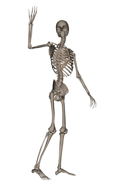 Front view of human skeleton waving goodbye Poster Print by Elena Duvernay/Stocktrek Images - Item # VARPSTEDV700049H