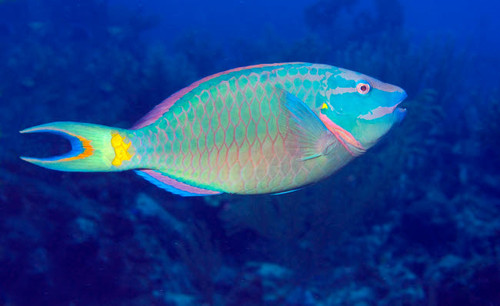 Stoplight Parrotfish on Caribbean reef Poster Print by Karen Doody/Stocktrek Images - Item # VARPSTKWD400001U