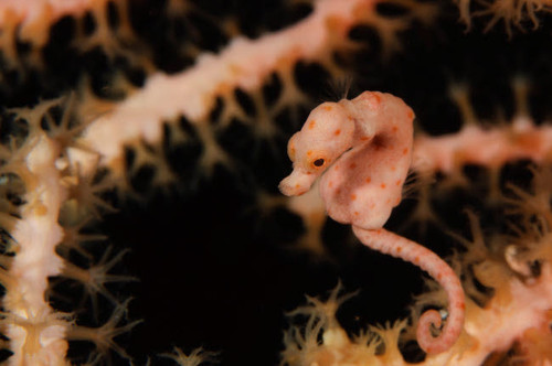 Pygmy Seahorse, Indonesia Poster Print by Todd Winner/Stocktrek Images - Item # VARPSTTSW400178U