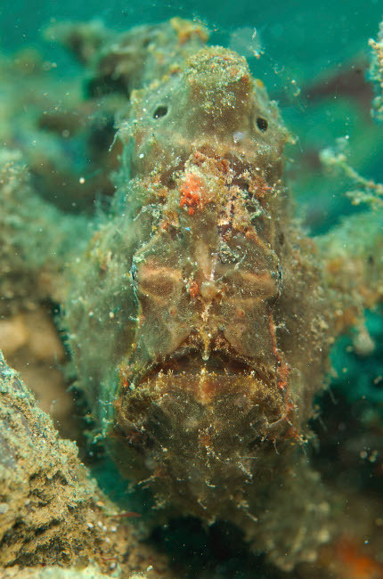 Head on shot of a brown frogfish, North Sulawesi Poster Print by Mathieu Meur/Stocktrek Images - Item # VARPSTMME400272U