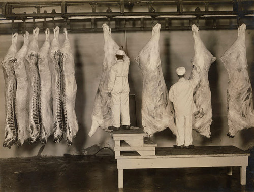 Federal Meat Inspectors Examine Animal Carcasses In 1910. The Pure