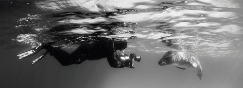 Diver comes face to face with a leopard seal, Astrolabe Island, Antarctica Poster Print by Steve Jones/Stocktrek Images - Item # VARPSTSJN400607U