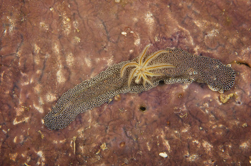 Nudibranch feeding on a sponge, Papua New Guinea Poster Print by Terry Moore/Stocktrek Images - Item # VARPSTTMO400307U