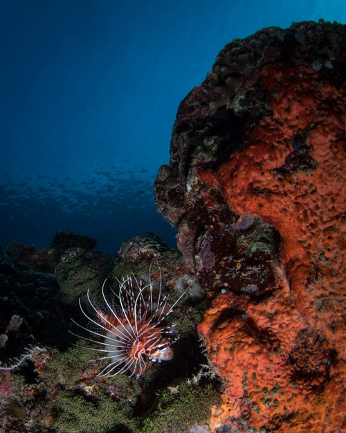 Lionfish on the reef in Komodo National Park, Indonesia Poster Print by Brandi Mueller/Stocktrek Images - Item # VARPSTBMU400099U Lionfish on the reef in Komodo National Park, Indonesia Poster Print by Brandi Mueller/Stocktrek Images - Item # VARPSTBMU400099U
