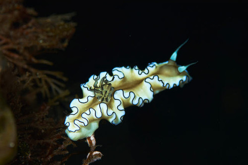 Glossodoris atromarginata nudibranch, Bali, Indonesia Poster Print by Mathieu Meur/Stocktrek Images - Item # VARPSTMME400285U