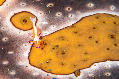 Emperor shrimp on a sea cucumber in Komodo National Park, Indonesia Poster Print by Brandi Mueller/Stocktrek Images - Item # VARPSTBMU400191U