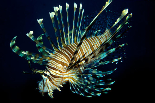 Common lionfish in the Pacific Ocean Poster Print by VWPics/Stocktrek Images - Item # VARPSTVWP400432U