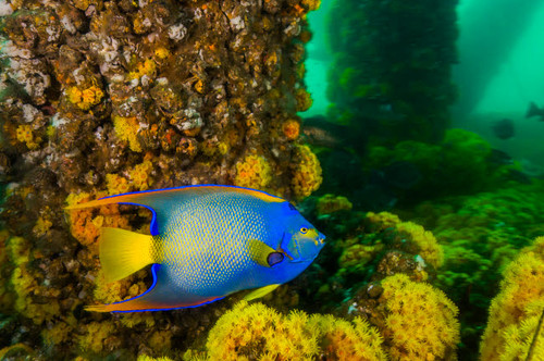 Queen angelfish off the coast of Louisiana Poster Print by Jennifer Idol/Stocktrek Images - Item # VARPSTJDL400001U