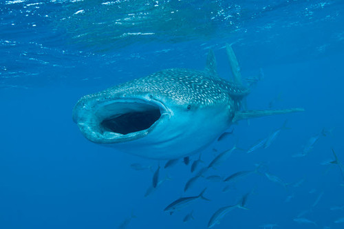 Whale shark swimming with mouth open, Maldives Poster Print by Mathieu Meur/Stocktrek Images - Item # VARPSTMME400669U