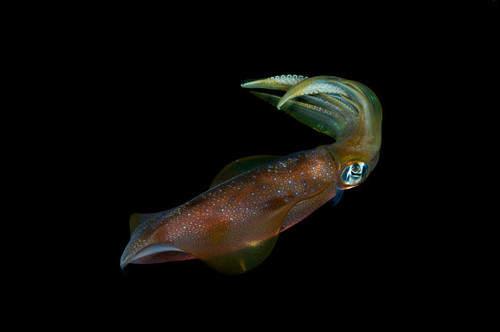 Colourful squid, Anambas, Indonesia Poster Print by Mathieu Meur/Stocktrek Images - Item # VARPSTMME400041U