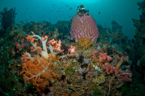 Colorful reef scene, Komodo, Indonesia Poster Print by Mathieu Meur/Stocktrek Images - Item # VARPSTMME400327U Colorful reef scene, Komodo, Indonesia Poster Print by Mathieu Meur/Stocktrek Images - Item # VARPSTMME400327U