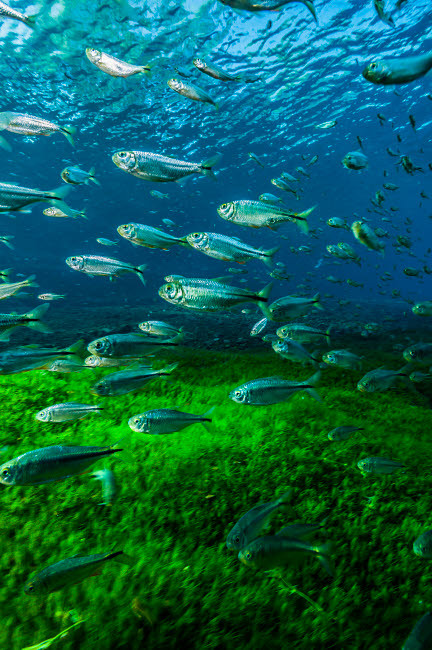 Mexican tetra in Balmorhea Springs State Park, Texas Poster Print by Jennifer Idol/Stocktrek Images - Item # VARPSTJDL400040U