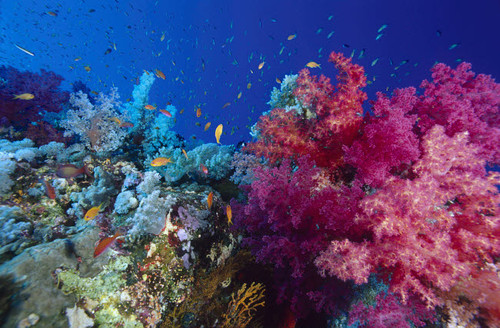 Colorful soft coral reefscape in the Red Sea Poster Print by VWPics/Stocktrek Images - Item # VARPSTVWP401525U