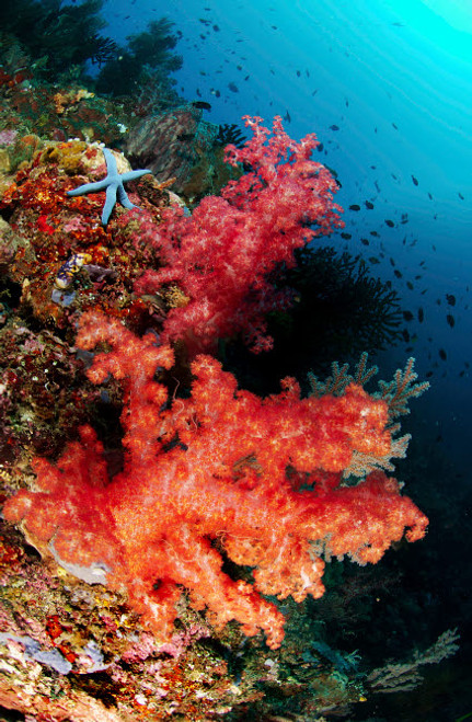 Red soft corals and blue leather sea star, North Sulawesi, Indonesia Poster Print by Mathieu Meur/Stocktrek Images - Item # VARPSTMME400300U Red soft corals and blue leather sea star, North Sulawesi, Indonesia Poster Print by Mathieu Meur/Stocktrek Images - Item # VARPSTMME400300U