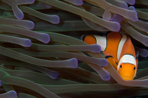 Clown anemonefish hiding in sea anemone, Indonesia Poster Print by VWPics/Stocktrek Images - Item # VARPSTVWP400153U