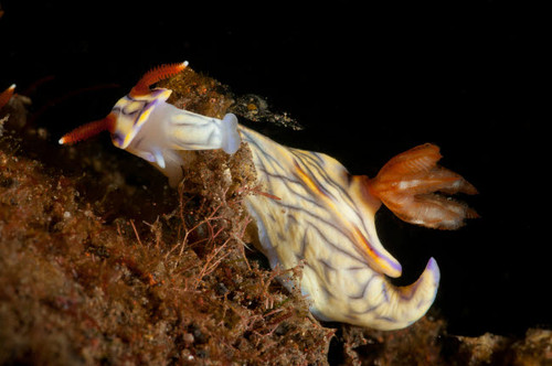 Hypselodoris sp nudibranch, Bali, indonesia Poster Print by Mathieu Meur/Stocktrek Images - Item # VARPSTMME400083U
