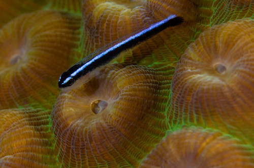 Close-up of a goby on coral, Belize Poster Print by Todd Winner/Stocktrek Images - Item # VARPSTTSW400171U