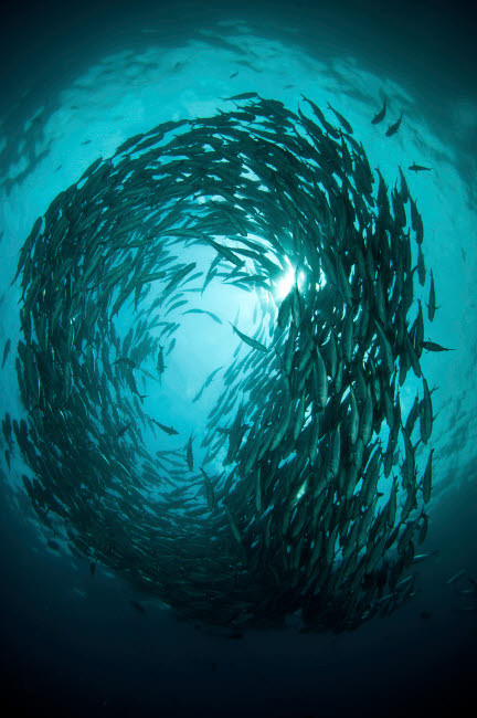 Circular school of trevally with sunburst, Bali, Indonesia Poster Print by Mathieu Meur/Stocktrek Images - Item # VARPSTMME400397U