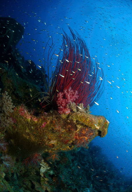 Reef scene with corals and fish, Acasta Reef, Indonesia Poster Print by Mathieu Meur/Stocktrek Images - Item # VARPSTMME400162U Reef scene with corals and fish, Acasta Reef, Indonesia Poster Print by Mathieu Meur/Stocktrek Images - Item # VARPSTMME400162U
