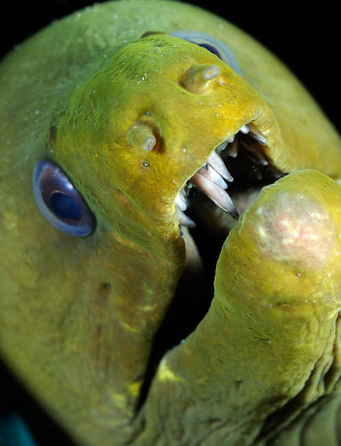 Green moray eel close-up on Caribbean reef Poster Print by Karen Doody/Stocktrek Images - Item # VARPSTKWD400030U