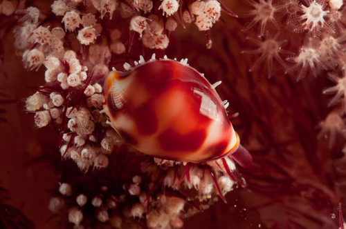 Tiny cowrie shell on dendronephtya soft coral, Indonesia Poster Print by Mathieu Meur/Stocktrek Images - Item # VARPSTMME400193U