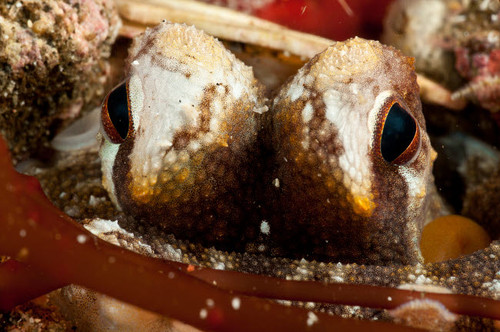 Eyes of a coconut octopus, North Sulawesi, Indonesia Poster Print by Mathieu Meur/Stocktrek Images - Item # VARPSTMME400430U Eyes of a coconut octopus, North Sulawesi, Indonesia Poster Print by Mathieu Meur/Stocktrek Images - Item # VARPSTMME400430U