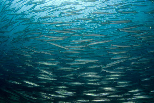 Large school of Mexican barracuda, Sea of Cortez, Baja California, Mexico Poster Print by VWPics/Stocktrek Images - Item # VARPSTVWP401406U