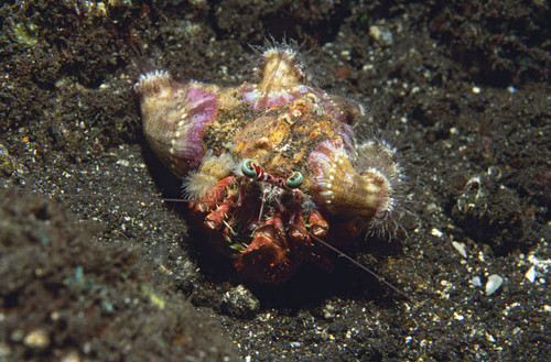 Anemone hermit crab, Bali, Indonesia Poster Print by VWPics/Stocktrek Images - Item # VARPSTVWP401555U