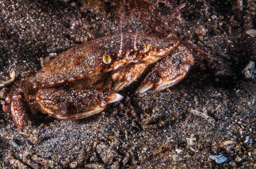 Atlantic rock crab, Maine Poster Print by Jennifer Idol/Stocktrek Images - Item # VARPSTJDL400026U