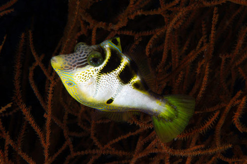 Mimic filefish, North Sulawesi, Indonesia Poster Print by Mathieu Meur/Stocktrek Images - Item # VARPSTMME400254U