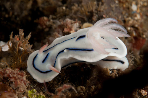 Loch's Chromodoris nudibranch, North Sulawesi Poster Print by Mathieu Meur/Stocktrek Images - Item # VARPSTMME400368U Loch's Chromodoris nudibranch, North Sulawesi Poster Print by Mathieu Meur/Stocktrek Images - Item # VARPSTMME400368U