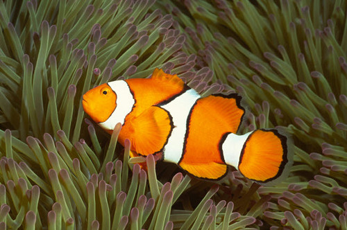 Clown anemonefish in magnificant sea anemone Poster Print by VWPics/Stocktrek Images - Item # VARPSTVWP401151U