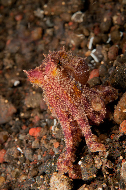 Ocellate octopus with two blue spots, Bali, Indonesia Poster Print by Mathieu Meur/Stocktrek Images - Item # VARPSTMME400378U