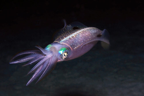 Caribbean Reef Squid at night on reef Poster Print by Karen Doody/Stocktrek Images - Item # VARPSTKWD400043U