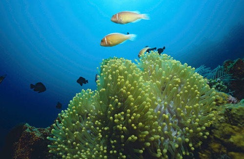 Clownfish with sea anemone, Bali, Indonesia Poster Print by VWPics/Stocktrek Images - Item # VARPSTVWP401538U