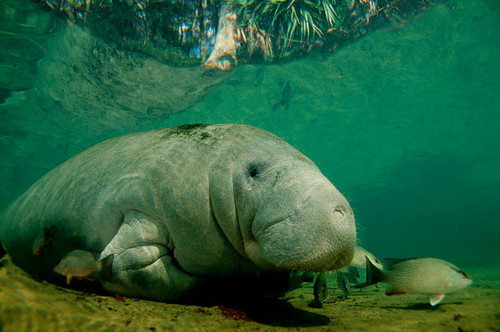 West Indian manateein a Florida river Poster Print by VWPics/Stocktrek Images - Item # VARPSTVWP400518U
