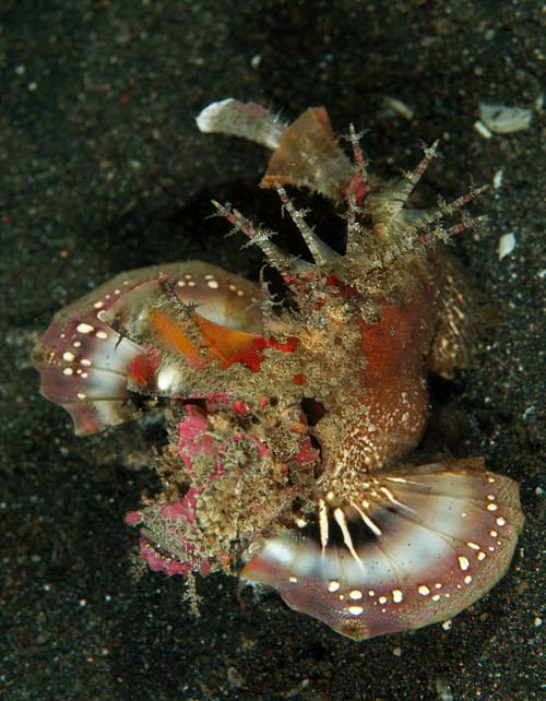 Spiny Devilfish, North Sulawesi, Indonesia Poster Print by Mathieu Meur/Stocktrek Images - Item # VARPSTMME400044U