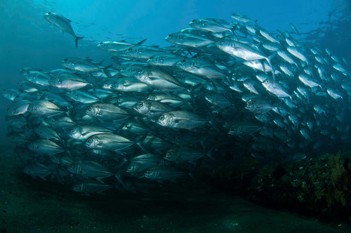 School of trevally swimming by, Bali, Indonesia Poster Print by Mathieu Meur/Stocktrek Images - Item # VARPSTMME400391U