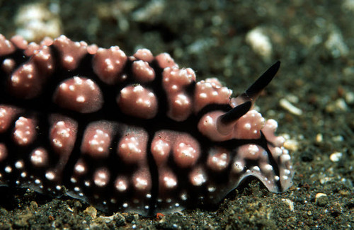 Nudibranch, Tulamben, Bali, Indonesia Poster Print by VWPics/Stocktrek Images - Item # VARPSTVWP401501U