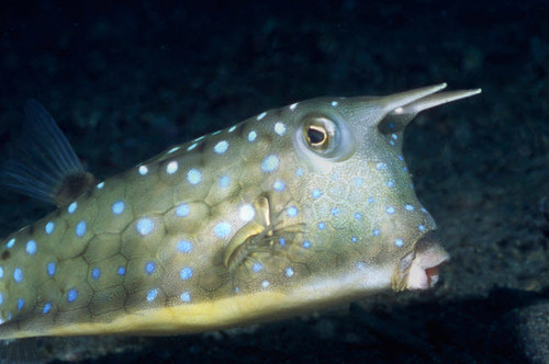 Close-up of a longhorm cowfish, Lembeh Strait, Indonesia Poster Print by VWPics/Stocktrek Images - Item # VARPSTVWP401152U
