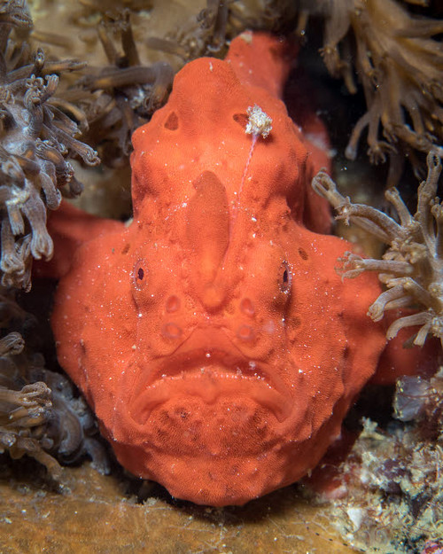 Frogfish in the Philippines Poster Print by Brandi Mueller/Stocktrek Images - Item # VARPSTBMU400248U Frogfish in the Philippines Poster Print by Brandi Mueller/Stocktrek Images - Item # VARPSTBMU400248U