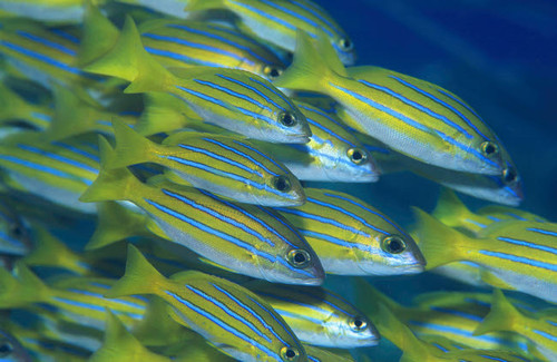 School of bluestripe snapper, Bali, Indonesia Poster Print by VWPics/Stocktrek Images - Item # VARPSTVWP401536U