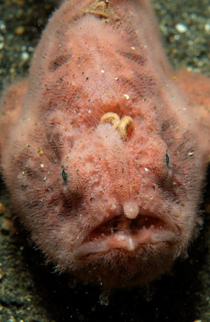 Pink frogfish with open mouth, North Sulawesi Poster Print by Mathieu Meur/Stocktrek Images - Item # VARPSTMME400256U