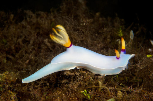 Nudibranch feeding on algae, Papua New Guinea Poster Print by Terry Moore/Stocktrek Images