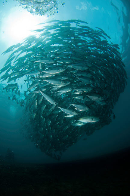Circular school of trevally with sunburst, Bali, Indonesia Poster Print by Mathieu Meur/Stocktrek Images - Item # VARPSTMME400395U