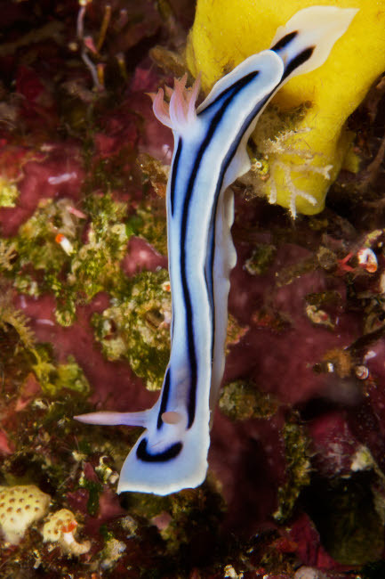 Nudibranch feeding on algae, Papua New Guinea Poster Print by Terry Moore/Stocktrek Images - Item # VARPSTTMO400299U