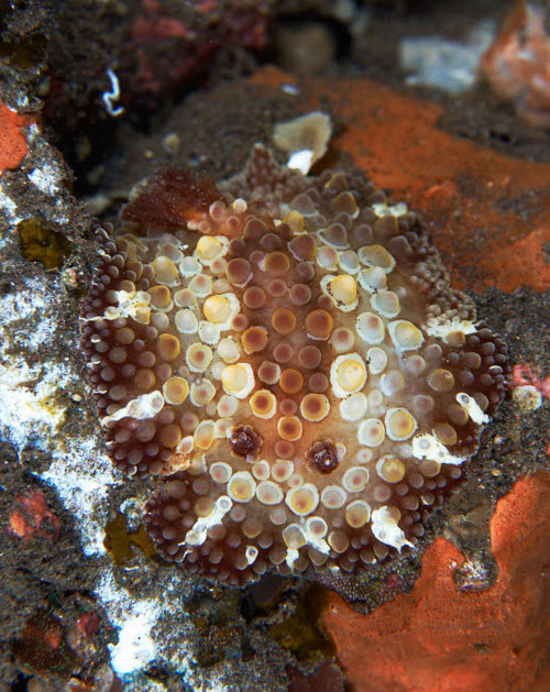 Brown and white discodoris nudibranch, Bali, Indonesia Poster Print by Mathieu Meur/Stocktrek Images - Item # VARPSTMME400296U