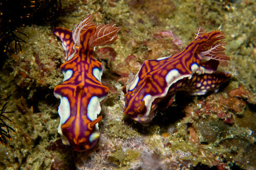 Pair of miamira magnifica nudibranch, Komodo, Indonesia Poster Print by Mathieu Meur/Stocktrek Images - Item # VARPSTMME400322U Pair of miamira magnifica nudibranch, Komodo, Indonesia Poster Print by Mathieu Meur/Stocktrek Images - Item # VARPSTMME400322U