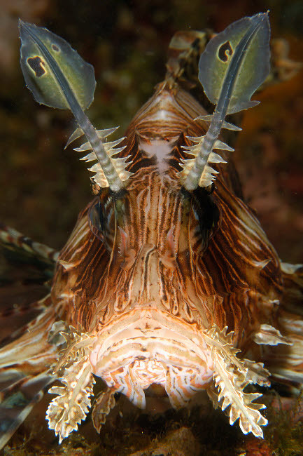 Close-up of a common lionfish face Poster Print by VWPics/Stocktrek Images - Item # VARPSTVWP400110U